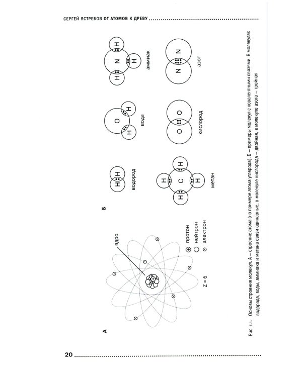 От атомов к древу. Введение в современную науку о жизни (обл.)