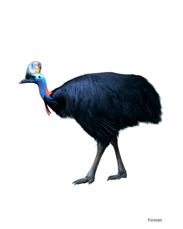 Птицы жарких стран: Наглядно-дидактическое пособие