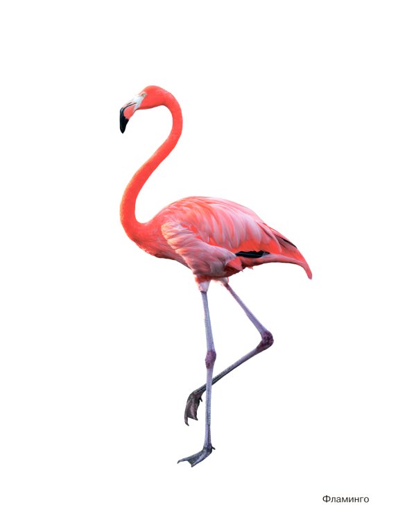 Птицы жарких стран: Наглядно-дидактическое пособие