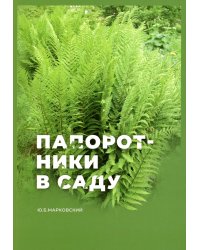 Папоротники в саду