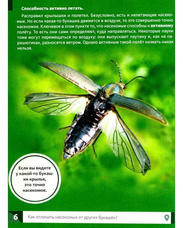 Насекомые: энциклопедия