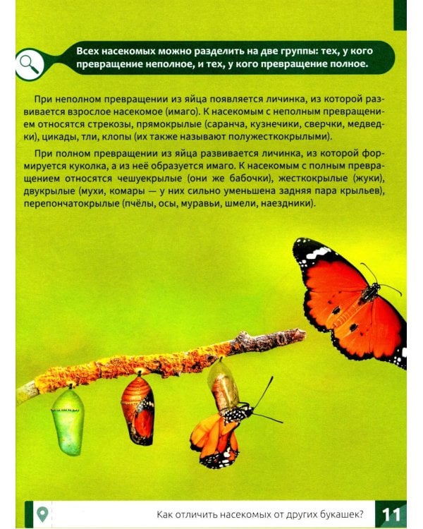 Насекомые: энциклопедия