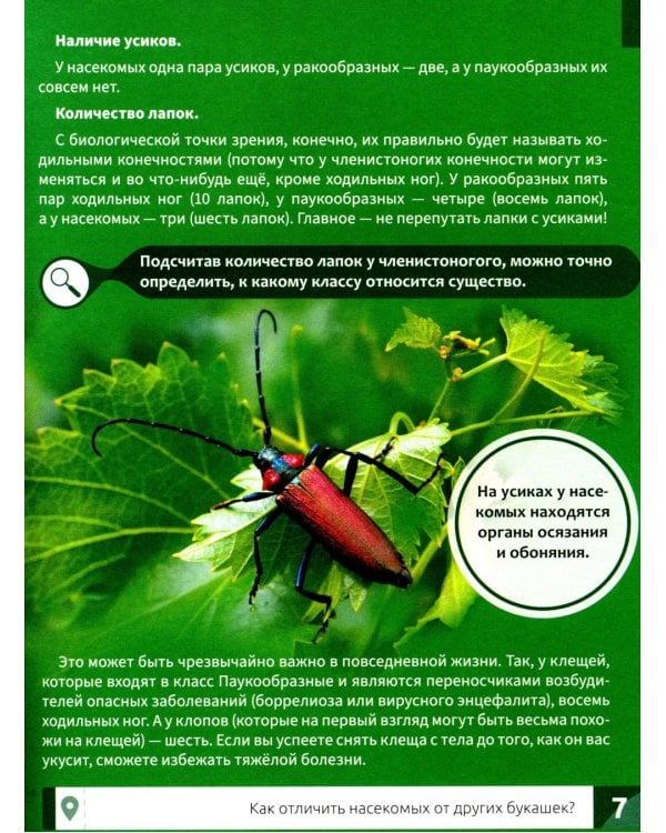 Насекомые: энциклопедия