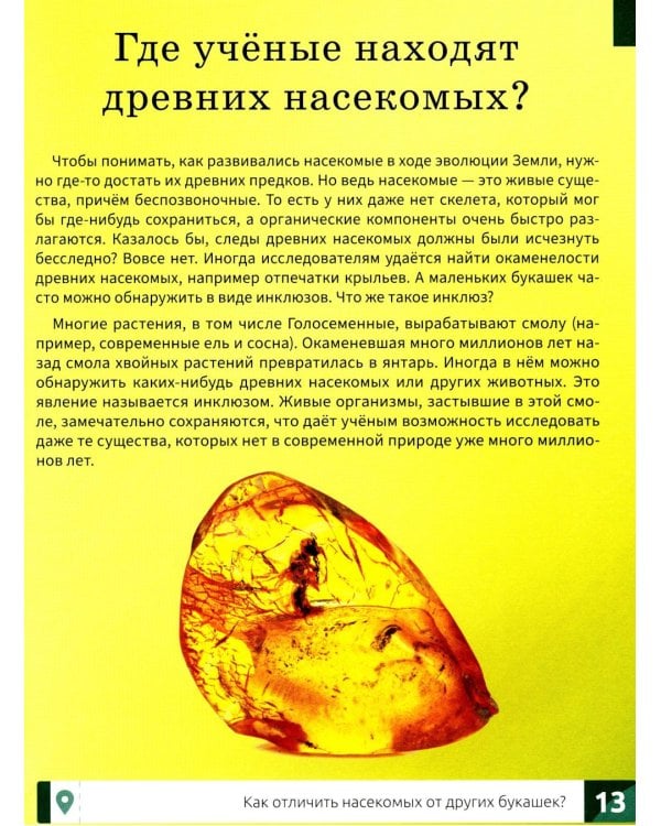 Насекомые: энциклопедия