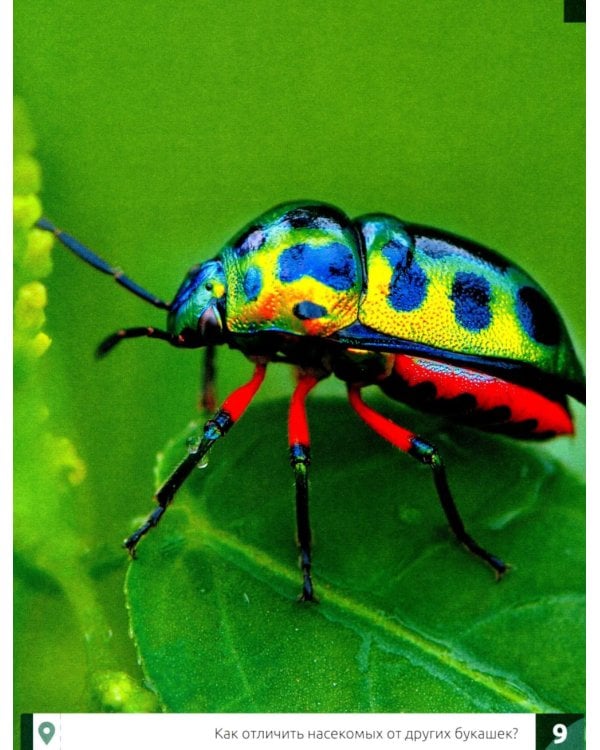 Насекомые: энциклопедия