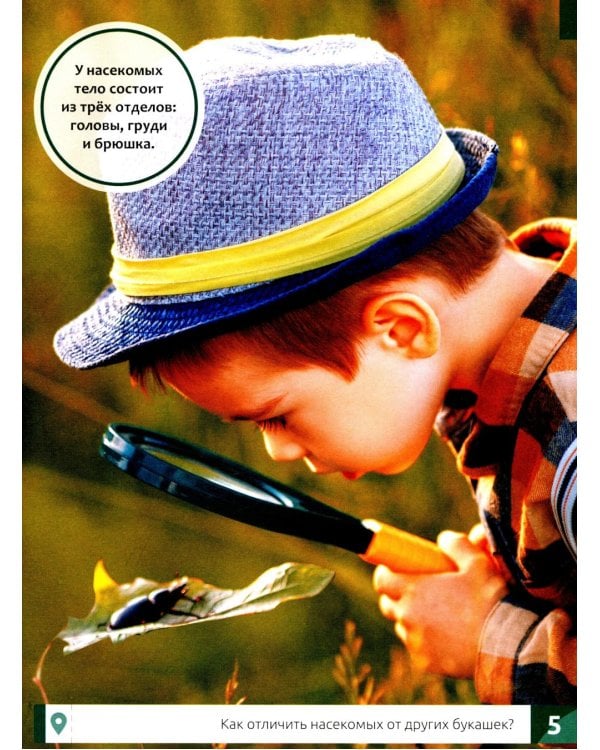Насекомые: энциклопедия
