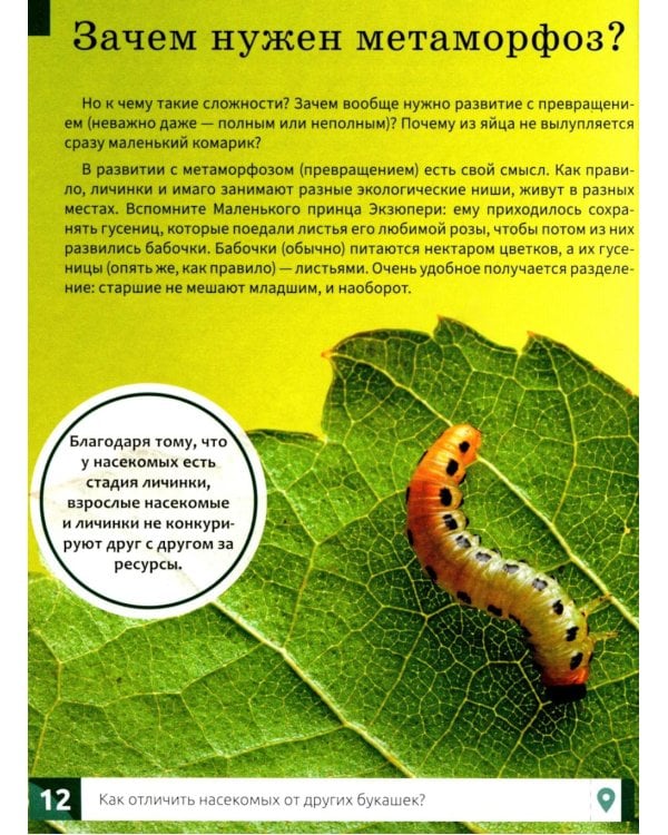 Насекомые: энциклопедия