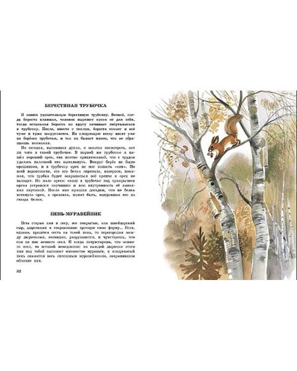 Беличья память: рассказы о природе