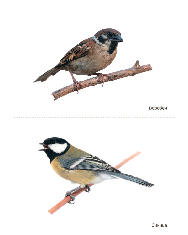 Птицы зимующие: Наглядно-дидактическое пособие