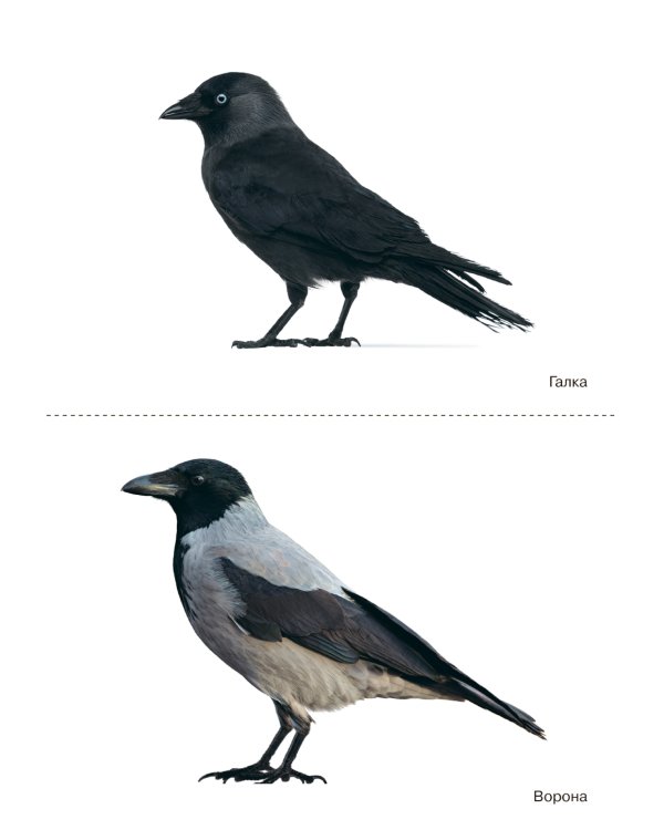 Птицы зимующие: Наглядно-дидактическое пособие