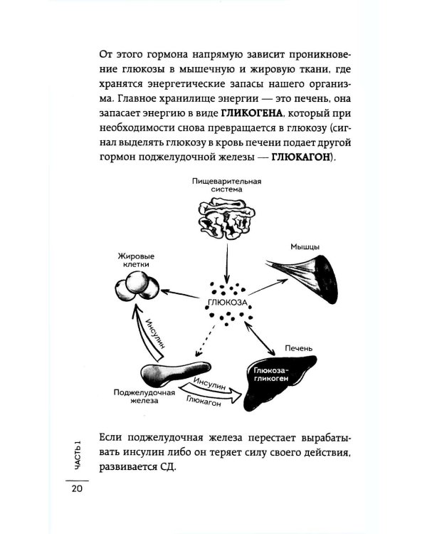 Сахар, вес, давление, холестерин: практическое руководство от эндокринолога