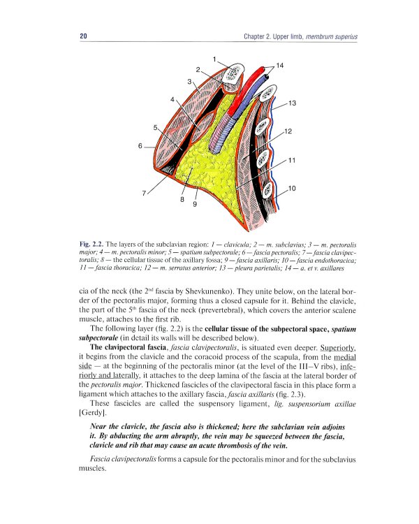 Topographic Anatomy and Operative Surgery: textbook: на англ.яз
