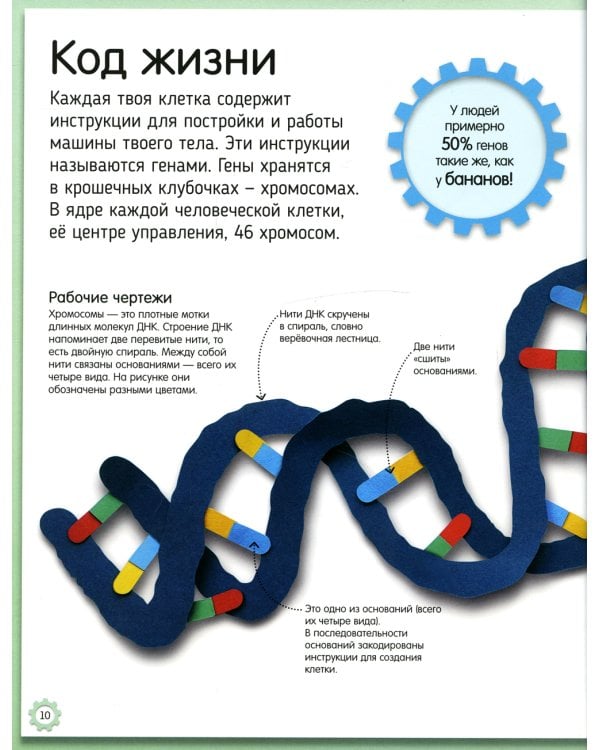 Как устроено тело человека. Красочный путеводитель по нашему организму