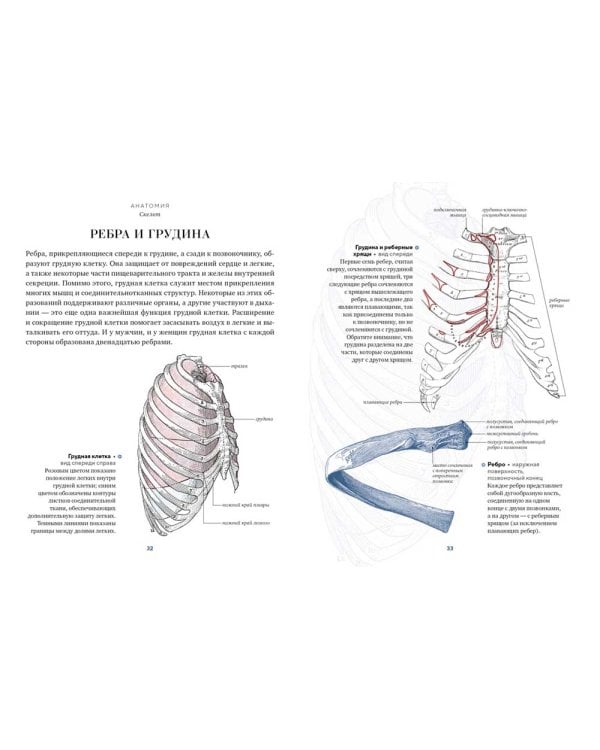 Анатомия. С иллюстрациями из классической "Анатомии Грея"