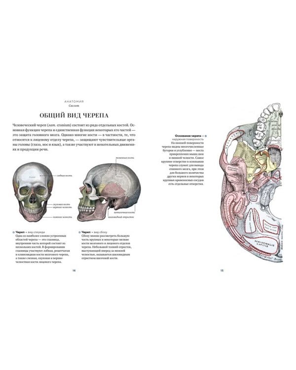 Анатомия. С иллюстрациями из классической "Анатомии Грея"