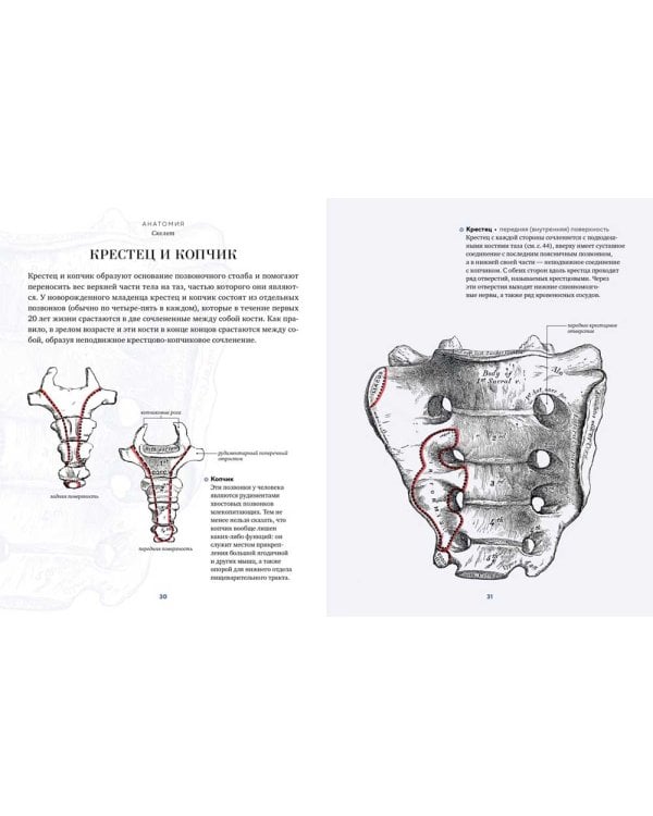 Анатомия. С иллюстрациями из классической "Анатомии Грея"