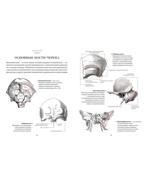 Анатомия. С иллюстрациями из классической "Анатомии Грея"