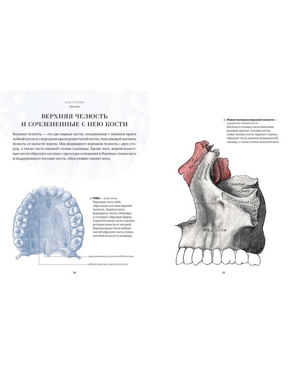Анатомия. С иллюстрациями из классической "Анатомии Грея"