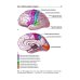 Топическая диагностика заболеваний нервной системы