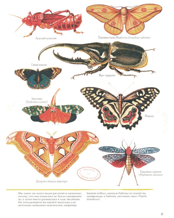 Зоология в картинках