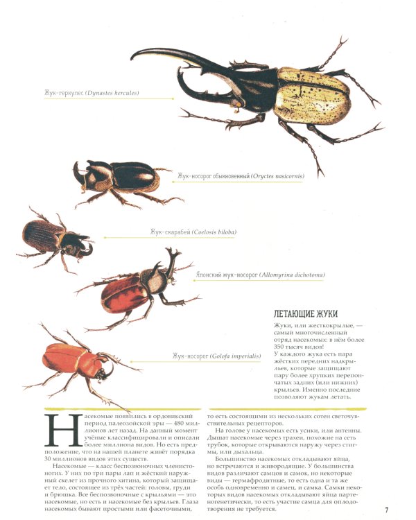 Зоология в картинках