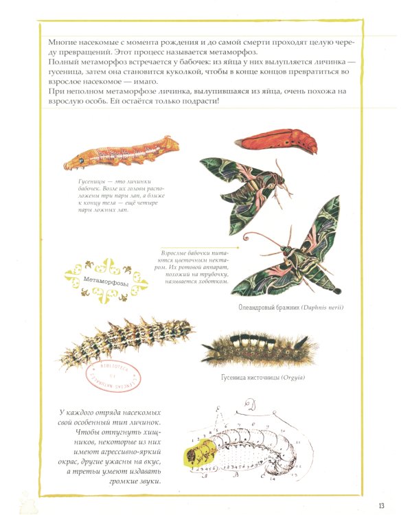 Зоология в картинках