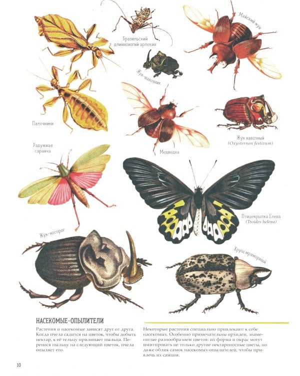 Зоология в картинках