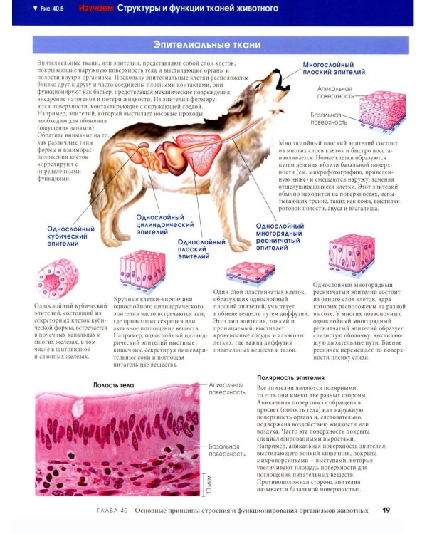 Биология Campbell в трех томах. Т. 3. Животные формы жизни и их функционирование. Экология