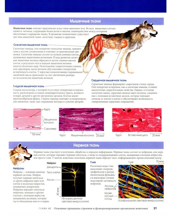 Биология Campbell в трех томах. Т. 3. Животные формы жизни и их функционирование. Экология