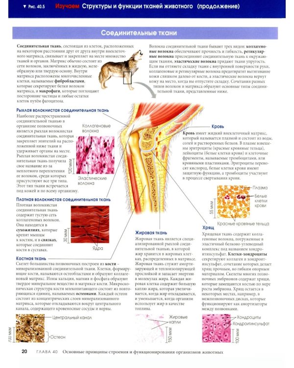Биология Campbell в трех томах. Т. 3. Животные формы жизни и их функционирование. Экология