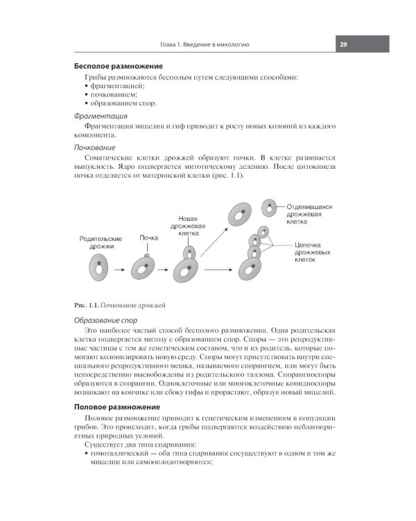 Грибковые инфекции