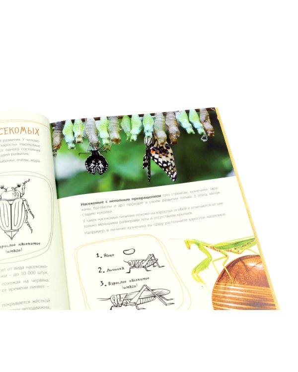 Такие незнакомые эти насекомые
