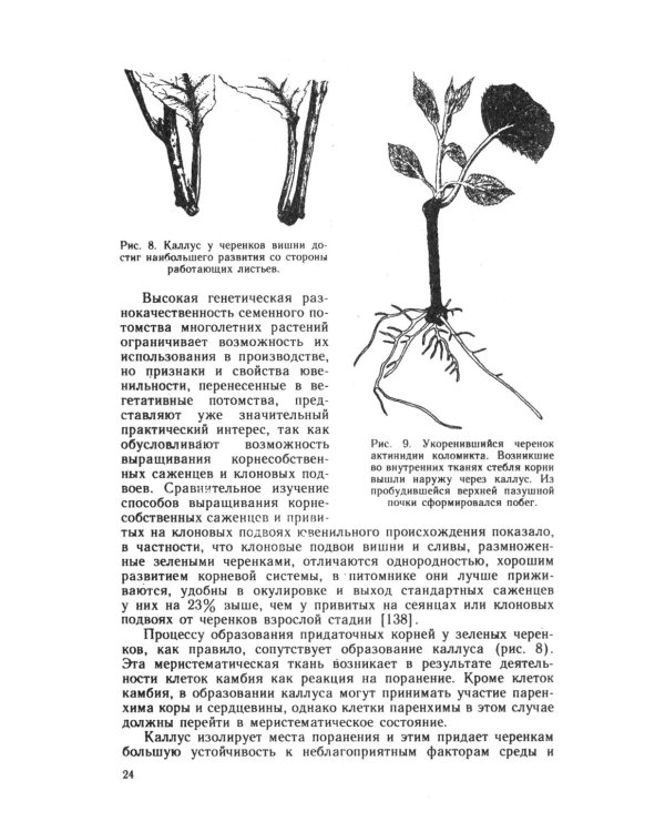 Зеленое черенкование садовых и лесных культур: Теория и практика