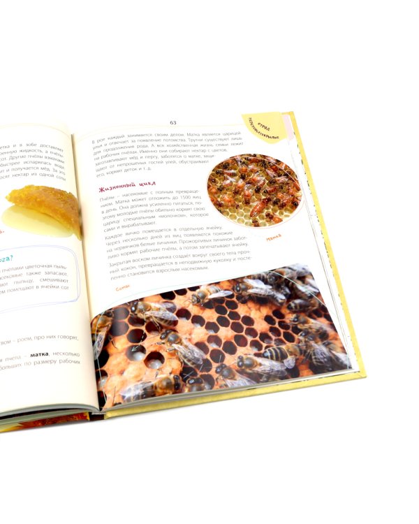 Такие незнакомые эти насекомые