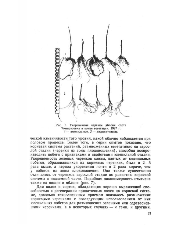 Зеленое черенкование садовых и лесных культур: Теория и практика