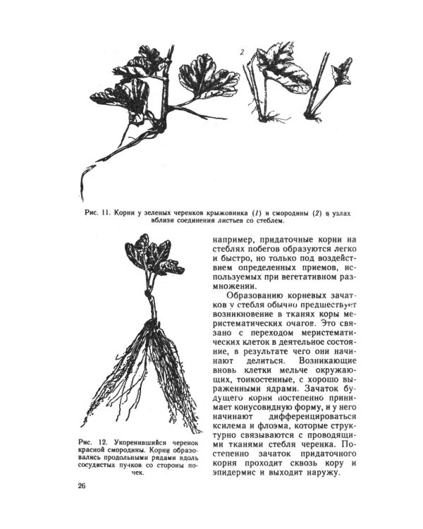 Зеленое черенкование садовых и лесных культур: Теория и практика