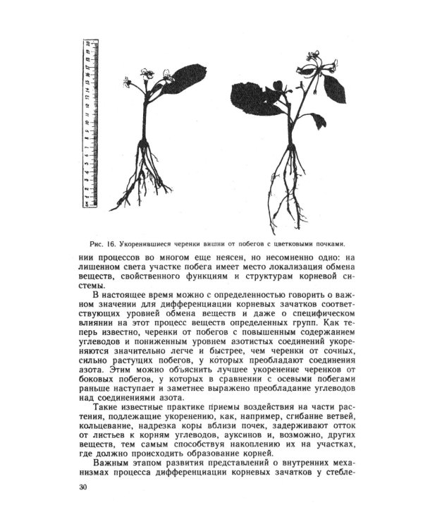 Зеленое черенкование садовых и лесных культур: Теория и практика