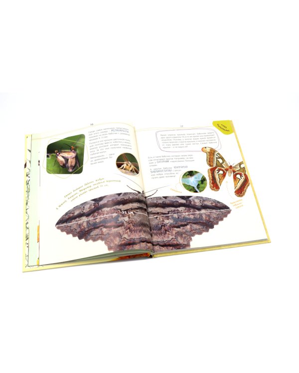 Такие незнакомые эти насекомые