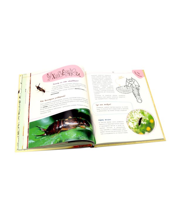 Такие незнакомые эти насекомые