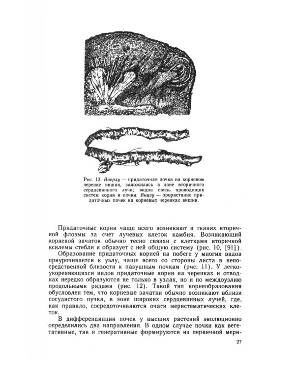 Зеленое черенкование садовых и лесных культур: Теория и практика