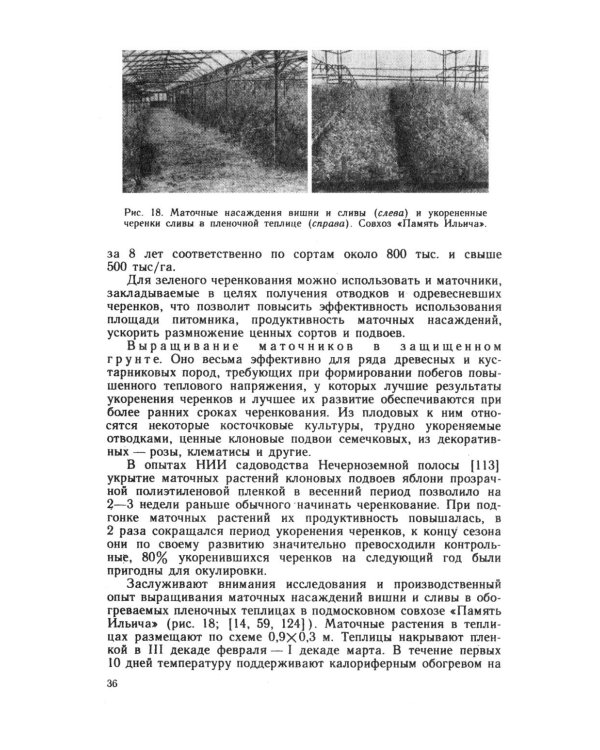 Зеленое черенкование садовых и лесных культур: Теория и практика