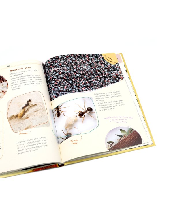 Такие незнакомые эти насекомые