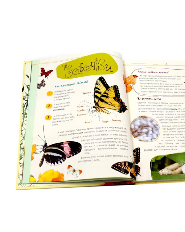 Такие незнакомые эти насекомые