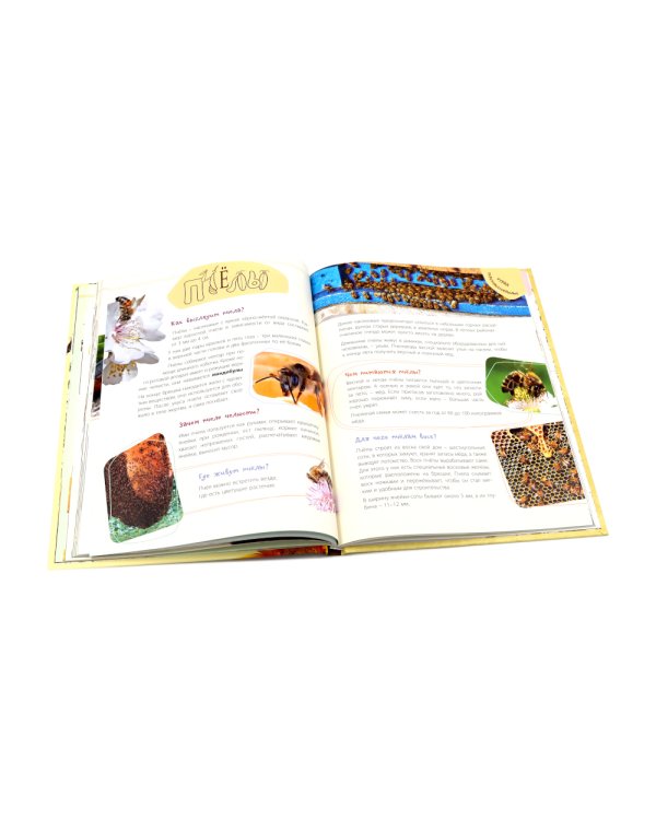 Такие незнакомые эти насекомые