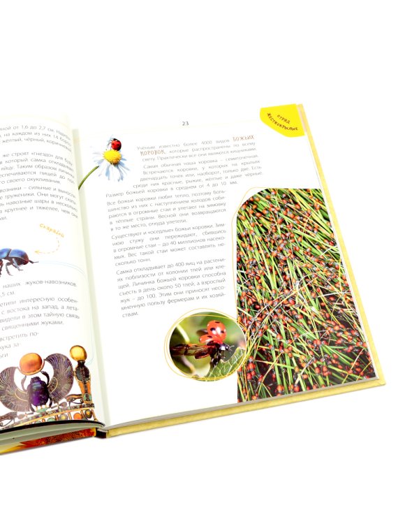 Такие незнакомые эти насекомые