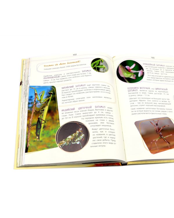 Такие незнакомые эти насекомые