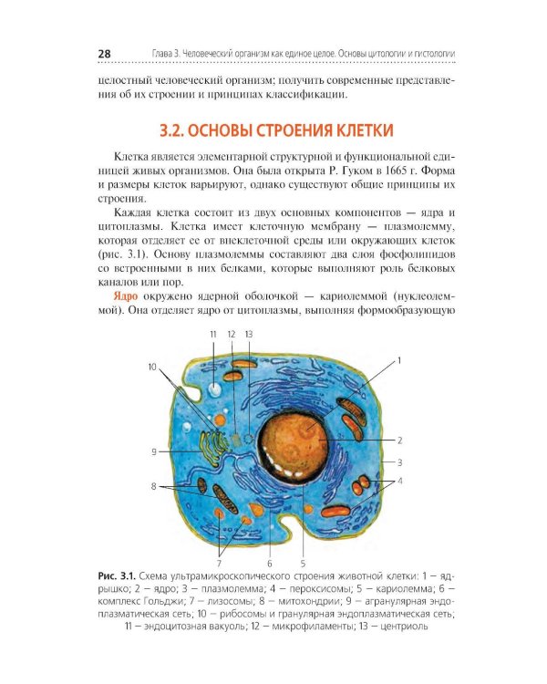 Анатомия и физиология человека. Иллюстрированный учебник
