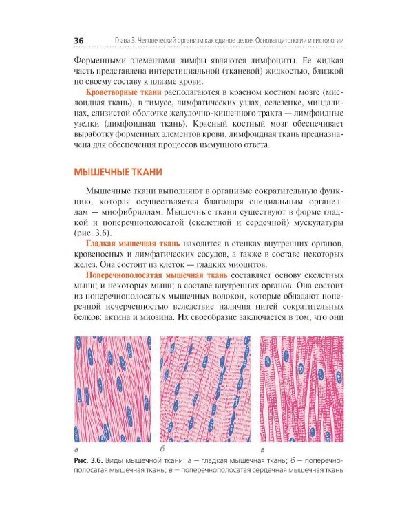 Анатомия и физиология человека. Иллюстрированный учебник
