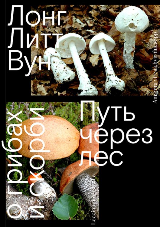 Путь через лес. О грибах и скорби Путь через лес. О грибах и скорби