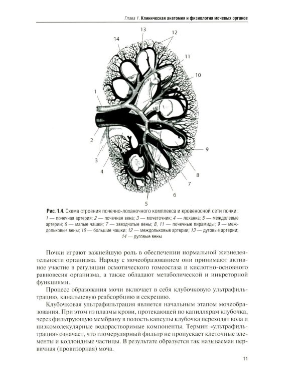 Дополнительное изображение книги «Рентгенодиагностика в урологии»